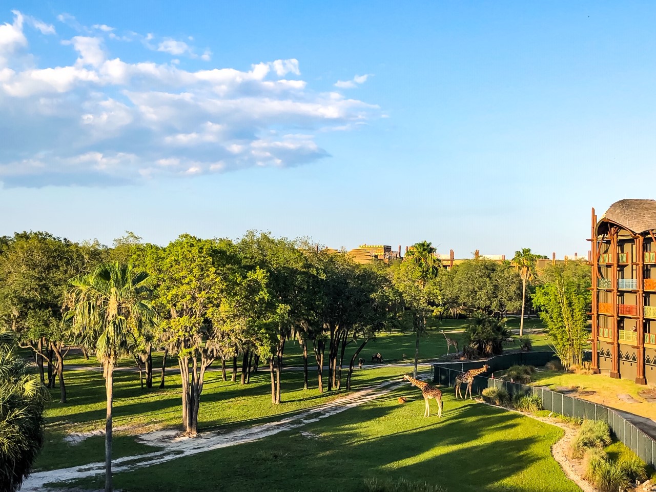 Animal Kingdom Lodge Savannah | Wish Upon a Star With Us