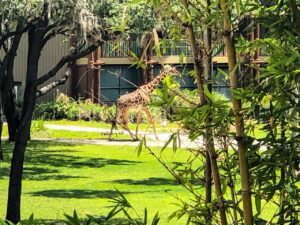 Giraffe at Animal Kingdom Lodge