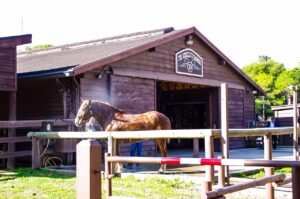 Horse at Fort Wilderness Resort