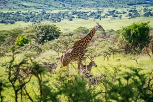 See Giraffe, Zebra and other Wildlife in Rwanda with Kensington Tours