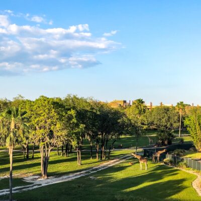 Animal Kingdom Lodge Savanna