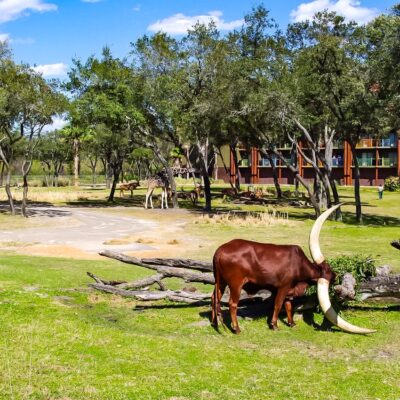 Animals on the Savanna at Animal Kingdom Lodge