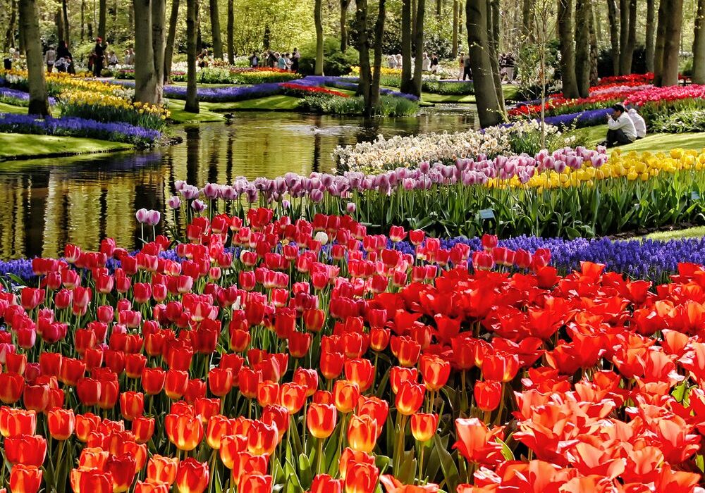 Netherlands in Bloom - Avalon Group River Cruise