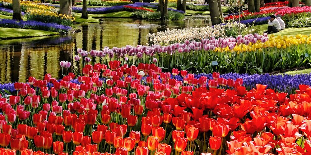 Netherlands in Bloom - Avalon Group River Cruise