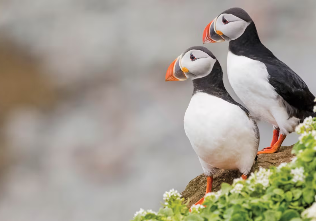 Puffins on an Expedition Cruise - Photo Credit to National Geographic